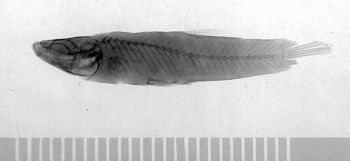 Media type: image;   Ichthyology 6830 Aspect: lateral,description